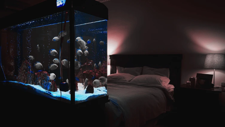 Consider Using an Aquarium Too